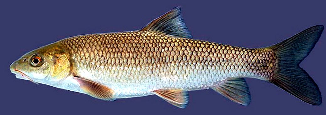 Luciobarbus guiraonis_04.jpg